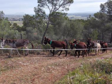 L’Ajuntament arrenca una campanya de neteja de camps i boscos amb ases