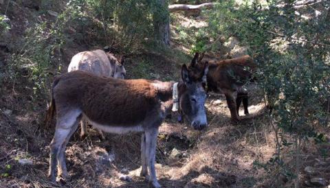 L’Ajuntament arrenca una campanya de neteja de camps i boscos amb ases