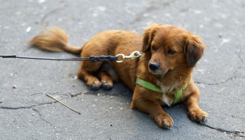 animals de companyia a la via pública